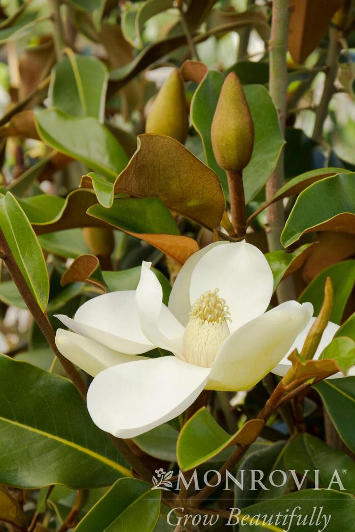 Southern Magnolia - Magnolia grandiflora 'Bracken's Brown Beauty' from Gateway Garden Center