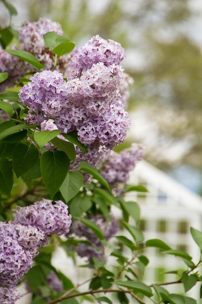 Old FashionedPurple Lilac - Syringa vulgaris from Gateway Garden Center