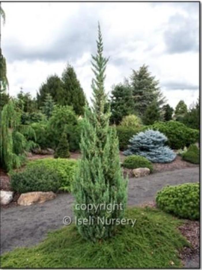 Chinese Juniper - Juniperus chinensis 'Trautman' from Gateway Garden Center