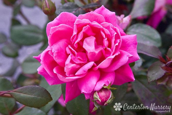 Double Pink Knock Out® Rose - Shrub Rose from Gateway Garden Center