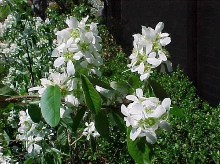 Shadblow - Amelanchier alnifolia from Gateway Garden Center