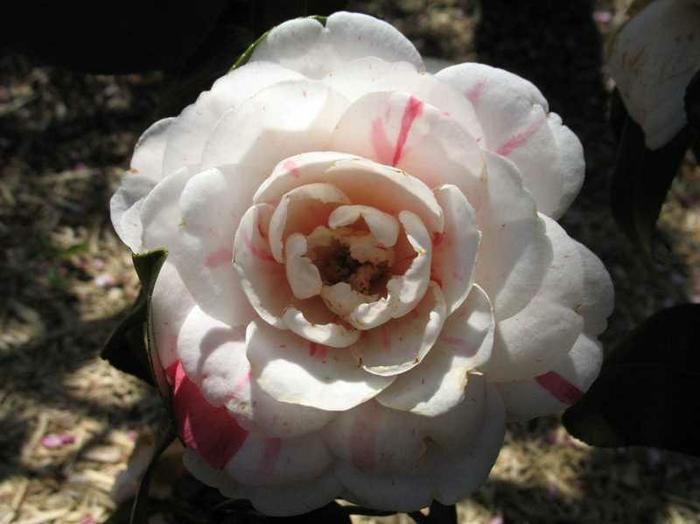 Camellia 'April Dawn' - Camellia japonica ''April Dawn'' from Gateway Garden Center