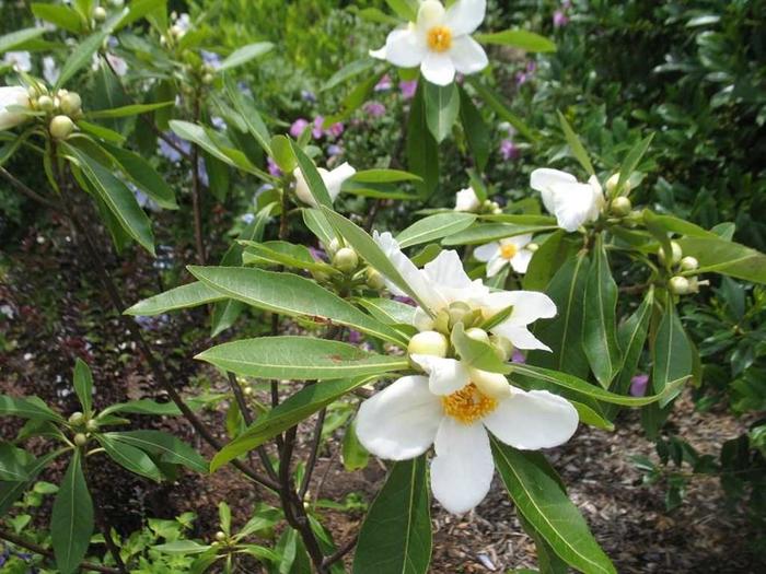 Sweet Tea - Gordlinia grandiflora from Gateway Garden Center