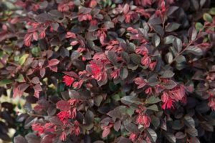 Sparkling Sangria™ Fringe Flower - Loropetalum chinense var.rubrum PIILC-II from Gateway Garden Center