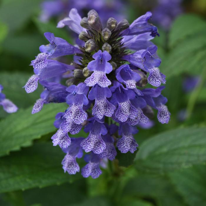 Prelude™ Blue Catmint - Nepeta subsessilis Prelude™ 'Blue' from Gateway Garden Center
