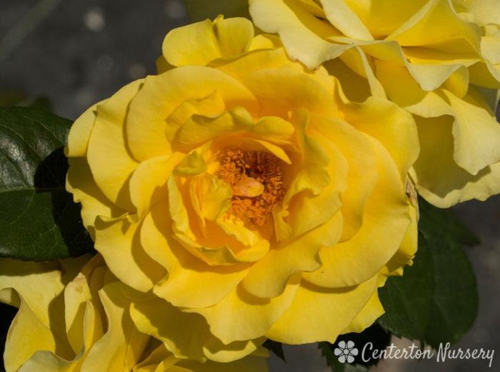 Floribunda Rose - Rosa 'Sparkle and Shine' from Gateway Garden Center