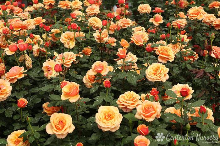 Hybrid Tea Rose - Rosa 'About Face' from Gateway Garden Center