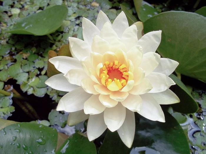 Hardy Waterlily - ALL HARDY LILIES from Gateway Garden Center