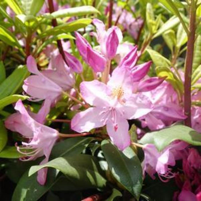 Rosebay Rhododendron - Rododendron maximum 'Independence Rosebay' from Gateway Garden Center