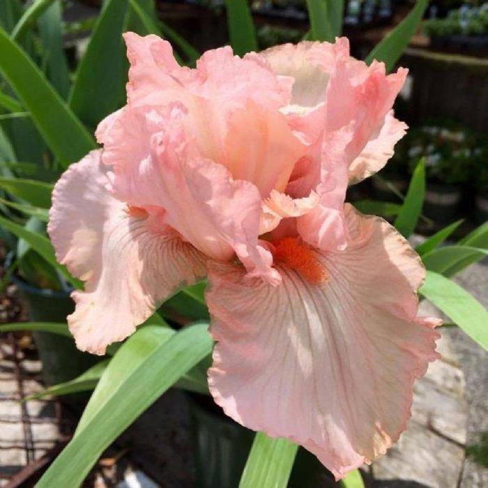 Bearded Iris - Iris germanica 'Pink Attraction' from Gateway Garden Center