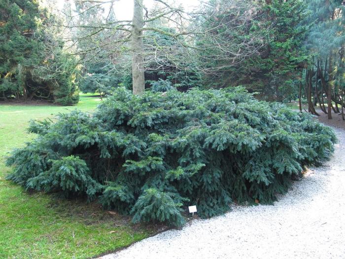 Spreading English Yew - Taxus baccata 'Repandens' from Gateway Garden Center