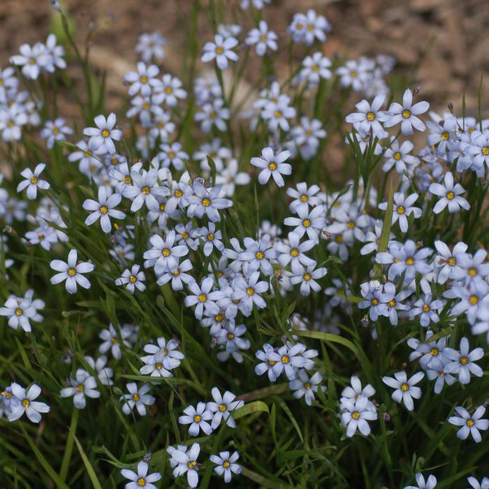Blue-Eyed Grass - Sisyrinchium angustifolium 'Suwanee' from Gateway Garden Center