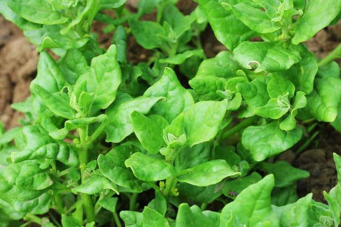 New Zealand Spinach - Tetragonia tetragonoides from Gateway Garden Center