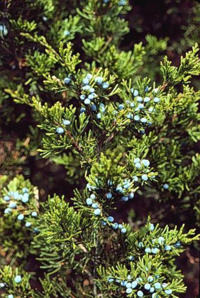 Eastern Red Cedar - Juniperus virginiana 'Emerald Sentinal' from Gateway Garden Center