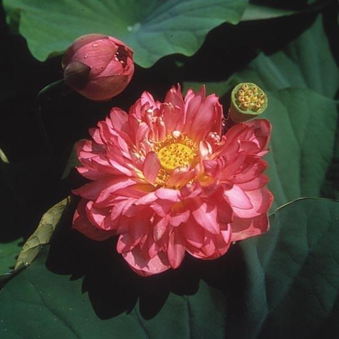 Lotus 'Momo Botan' - from Gateway Garden Center