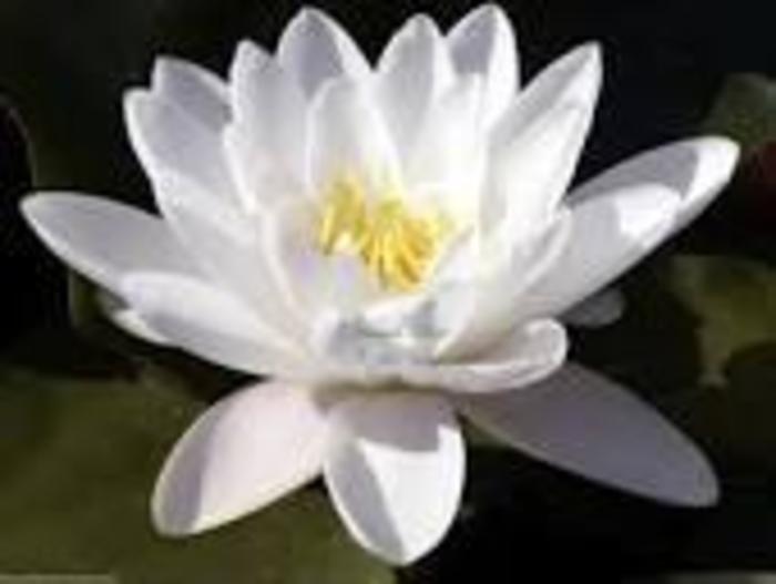 Common Name - Lotus 'Alba' from Gateway Garden Center