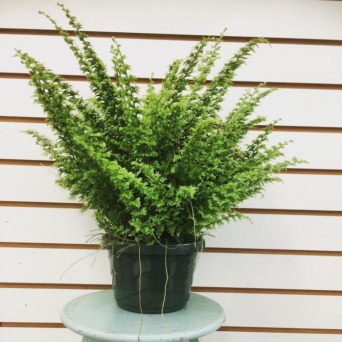 Fringed Boston Fern - Nephrolepis exaltata 'Emerald Vase' from Gateway Garden Center