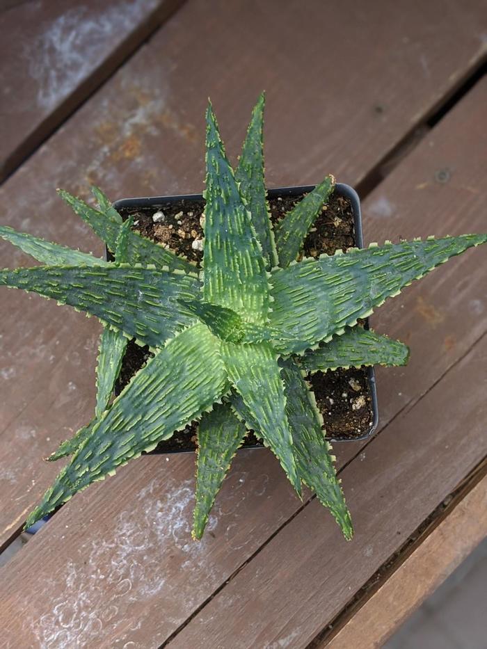 Tabletop Aloe - Aloe hybrid from Gateway Garden Center