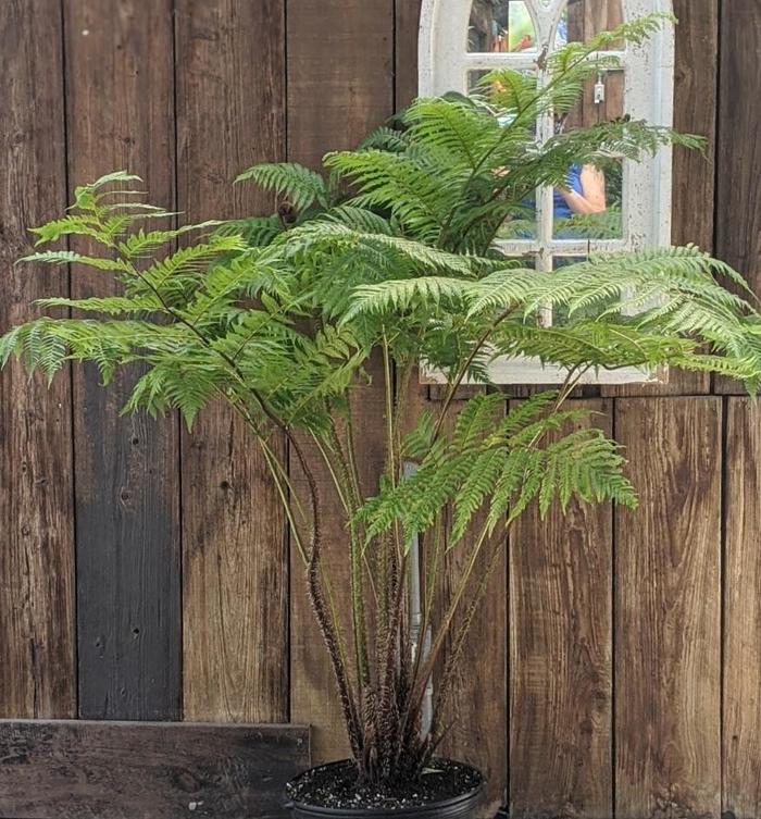 Australian Tree Fern - Cyathea cooperi from Gateway Garden Center