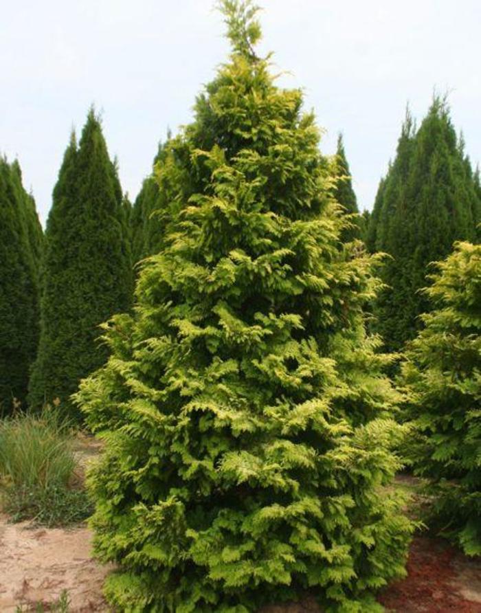 Hinoki False Cypress - Chamaecyparis obtusa 'Crippsii' from Gateway Garden Center