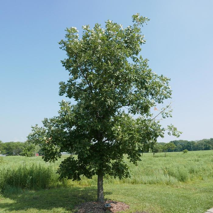 Bur Oak - Quercus macrocarpa from Gateway Garden Center