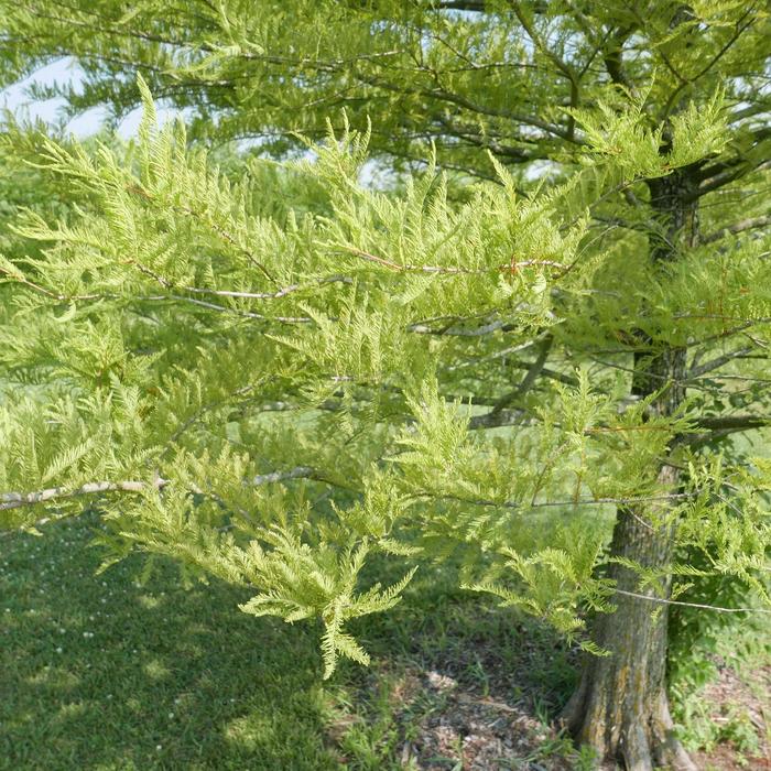 Bald Cypress - Taxodium distichum from Gateway Garden Center