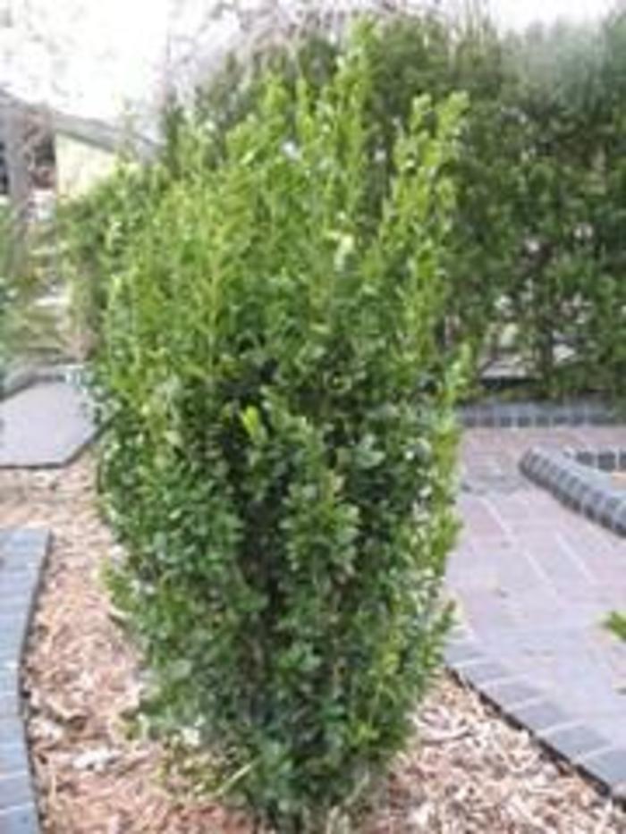 Boxwood - Buxus sempervirens 'Jade Pillar' from Gateway Garden Center