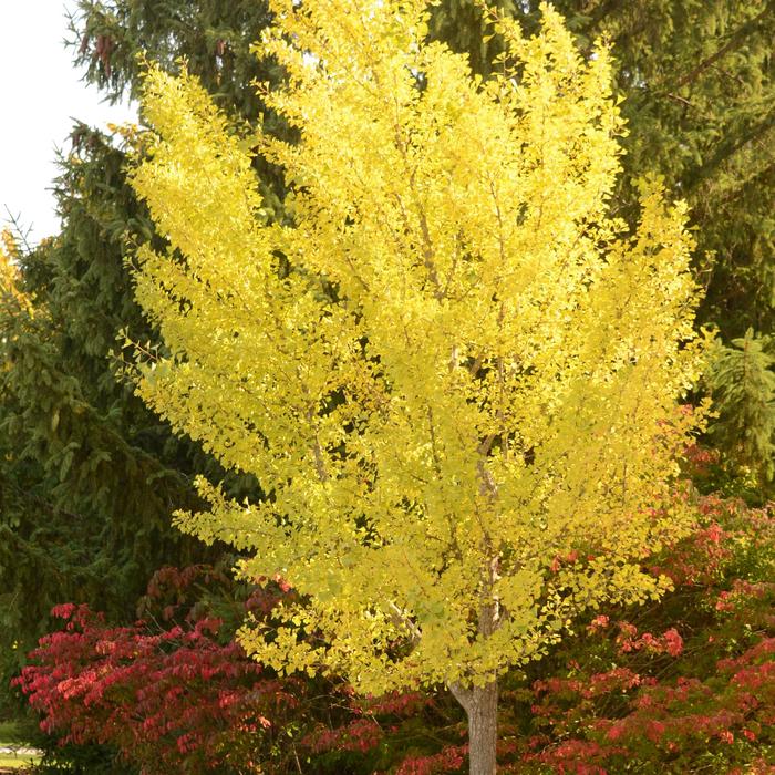 Ginkgo Tree - Ginkgo biloba 'Autumn Gold' from Gateway Garden Center