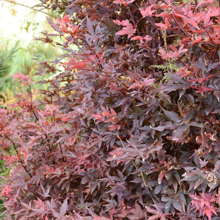 Japanese Maple - Acer palmatum 'Twombley's Red Sentinel' from Gateway Garden Center