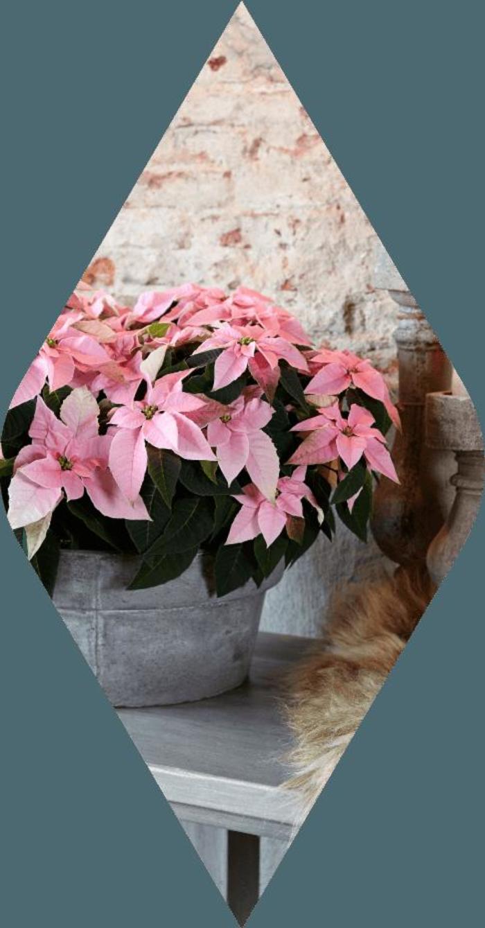Princettia Pink - Euphorbia pulcherrima from Gateway Garden Center