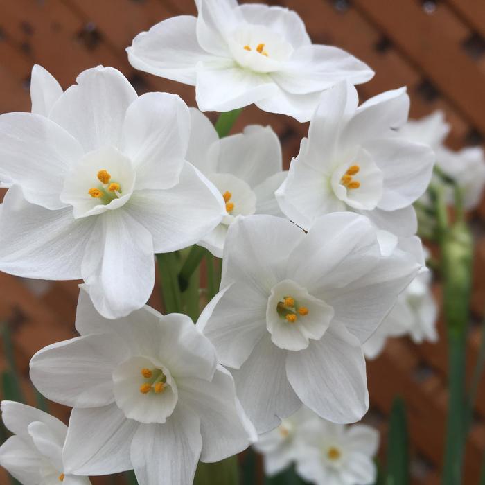 Indoor Paperwhites - Narcissus papyraceus 'Ziva' from Gateway Garden Center
