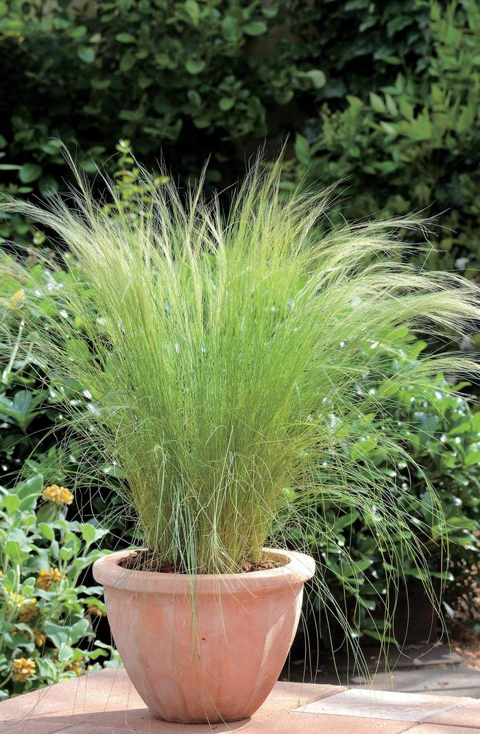 Feather Grass - Stipa tenuissima (aka Nassella) from Gateway Garden Center