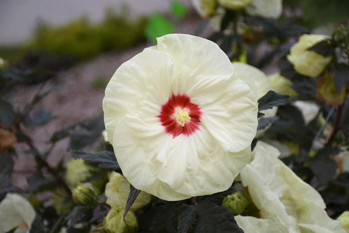 Summerific® 'French Vanilla' - Hibiscus hybrid from Gateway Garden Center