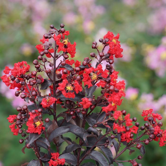 Center Stage® Red - Lagerstroemia indica from Gateway Garden Center