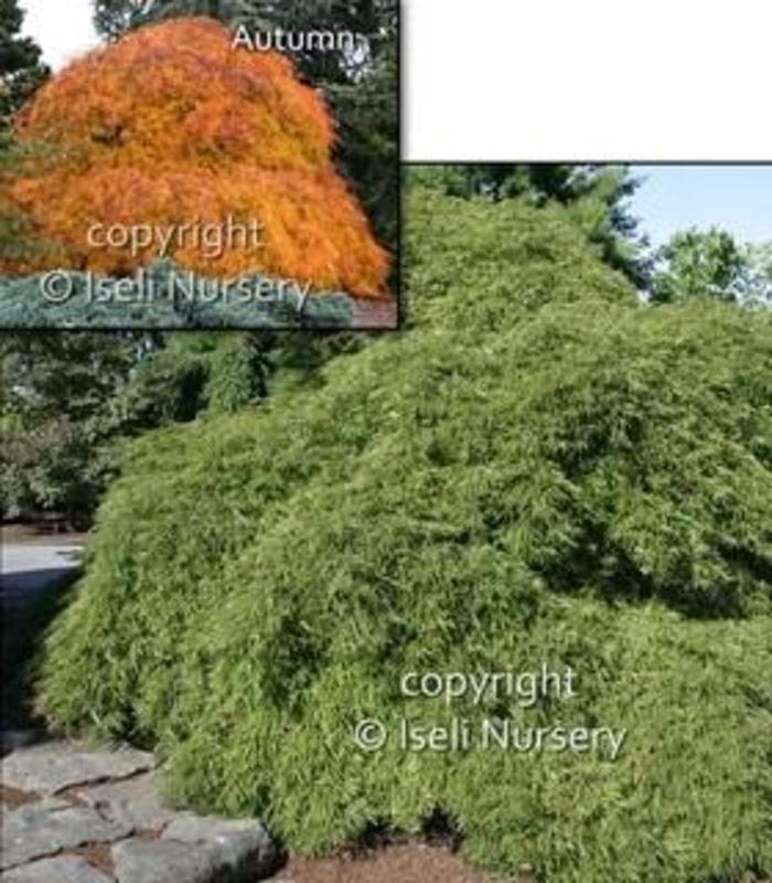 Cutleaf Japanese Maple - Acer palmatum dissectum 'Viridis' from Gateway Garden Center