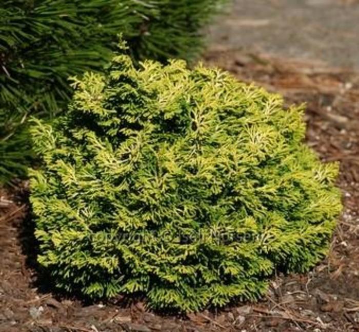 Hinoki False Cypress - Chamaecyparis obtusa 'Butter Ball' from Gateway Garden Center