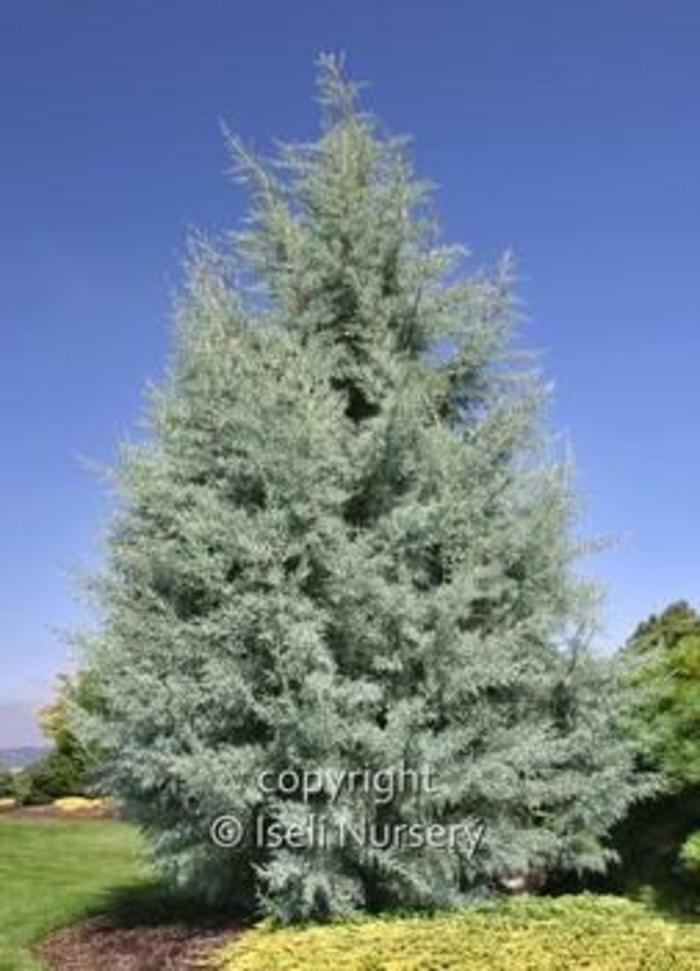 Arizona Cypress - Cupressus arizonica 'Blue Pyramid' from Gateway Garden Center