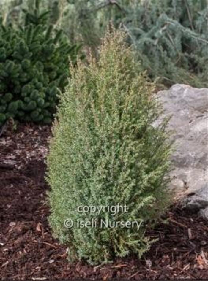 Miniature Common Juniper - Juniperus communis 'Miniature' from Gateway Garden Center