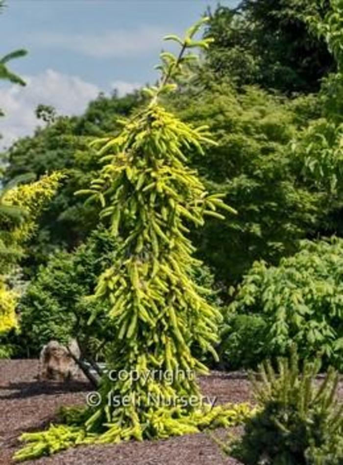 Norway Spruce - Picea abies 'Gold Drift' from Gateway Garden Center