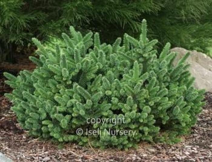 Norway Spruce - Picea abies 'Motala' from Gateway Garden Center