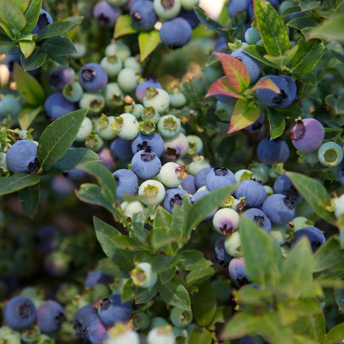 Bushel and Berry® 'Jelly Bean®' - Vaccinium (Blueberry) from Gateway Garden Center