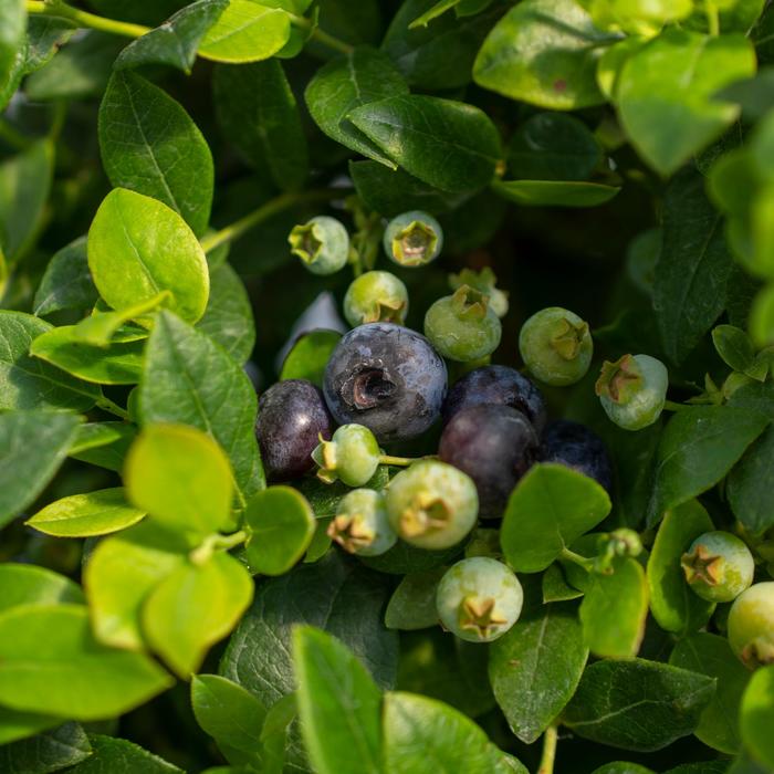 Bushel and Berry® Southern Bluebelle™ - Vaccinium (Blueberry) from Gateway Garden Center