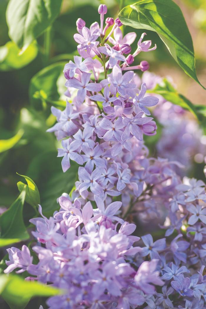 'New Age Lavender' Lilac - Syringa vulgaris from Gateway Garden Center
