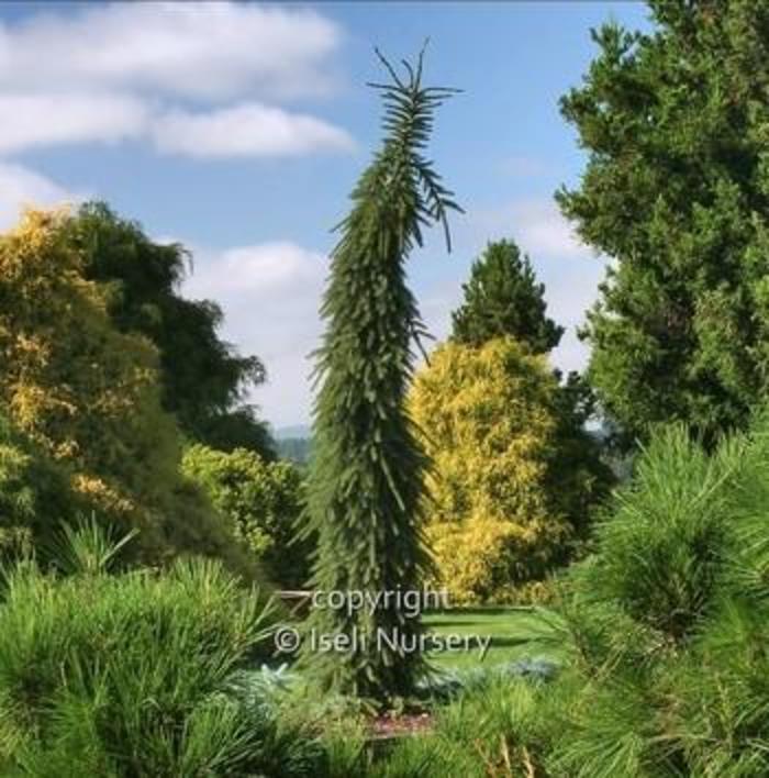 Weeping Serbian Spruce - Picea omorika 'Pendula Bruns' from Gateway Garden Center