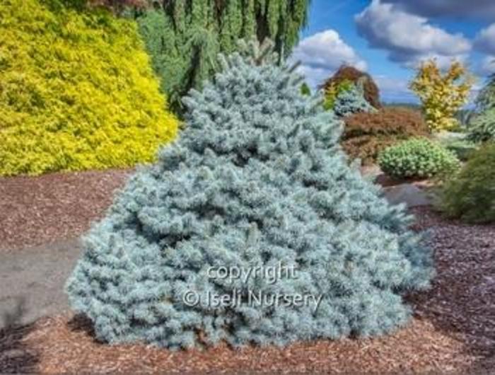 Blue Spruce - Picea pungens 'Zafiro' from Gateway Garden Center