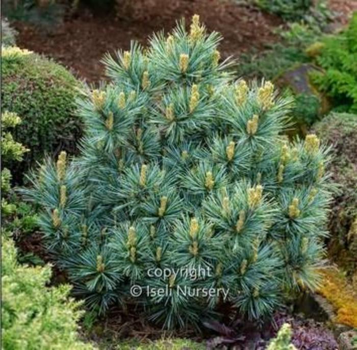 Korean Pine - Pinus koraiensis 'Blue Ball' from Gateway Garden Center