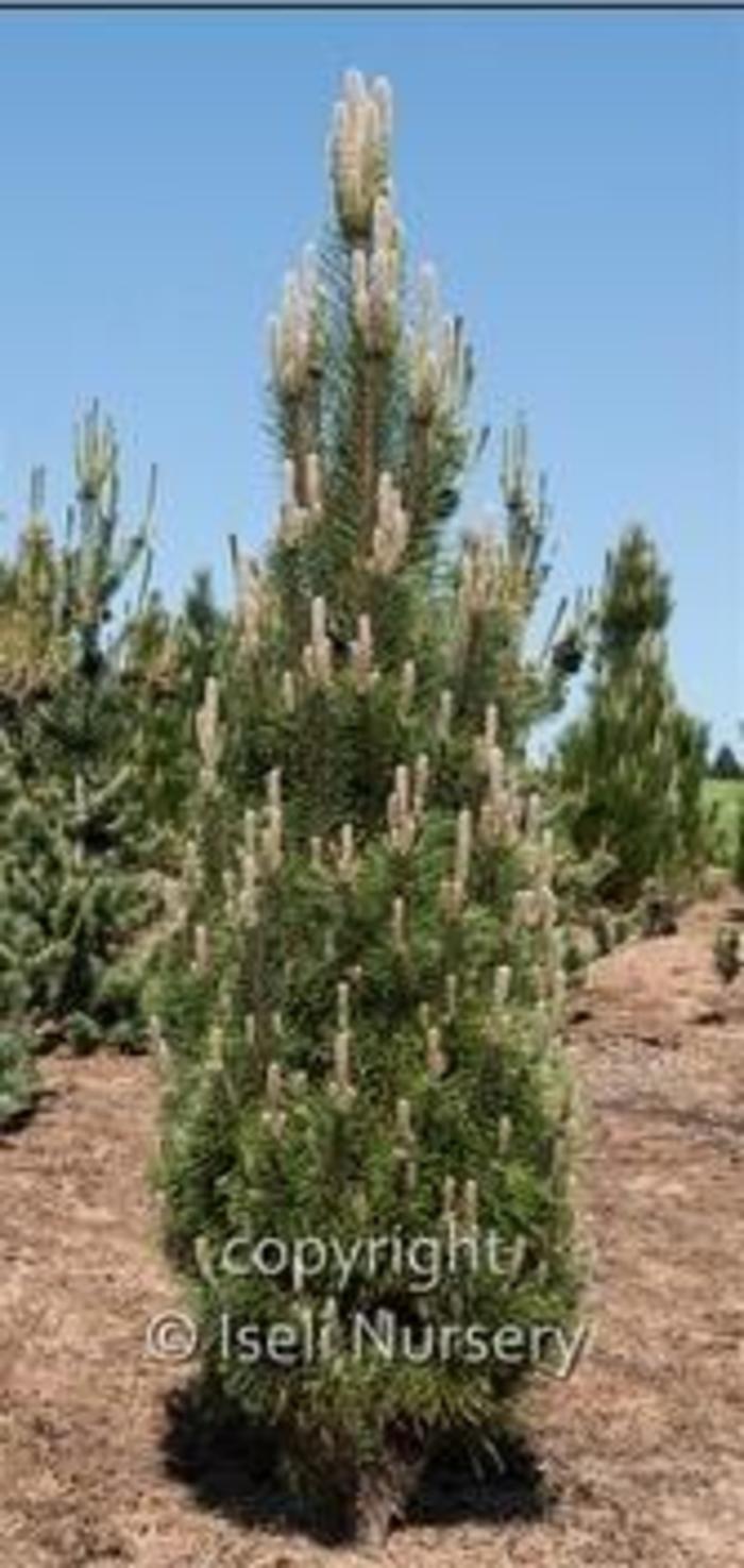 Austrian Pine - Pinus nigra 'Komet' from Gateway Garden Center