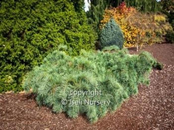 Eastern White Pine - Pinus strobus 'Ground Hugger' from Gateway Garden Center