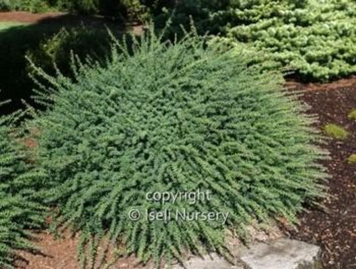 Plum Pine - Podocarpus lawrencei 'Blue Gem' from Gateway Garden Center