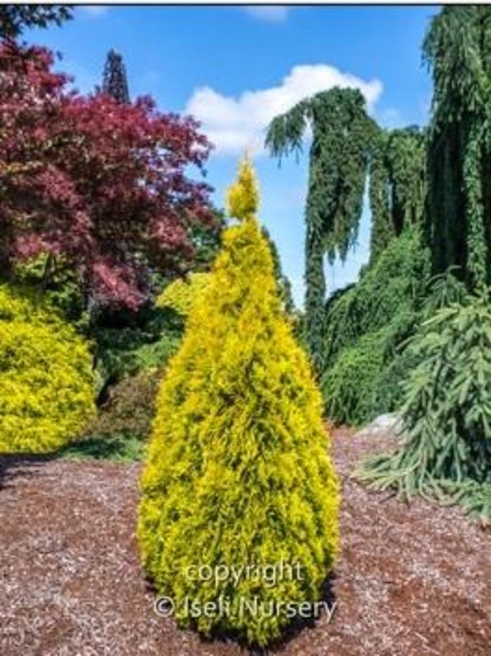 Arborvitae - Thuja occidentalis 'Jantar' from Gateway Garden Center